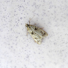 Diurnea fagella