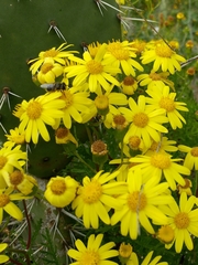 Senecio lyonii