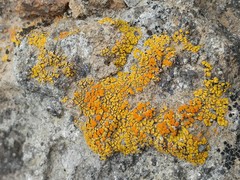 Polycauliona bolacina
