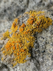 Polycauliona bolacina