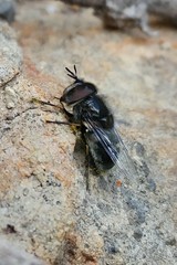 Copestylum marginatum