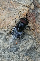 Copestylum marginatum