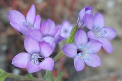 Gilia nevinii