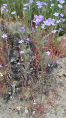 Gilia nevinii