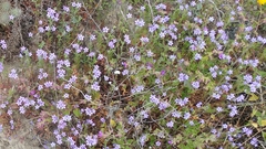 Gilia nevinii