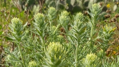 Castilleja grisea
