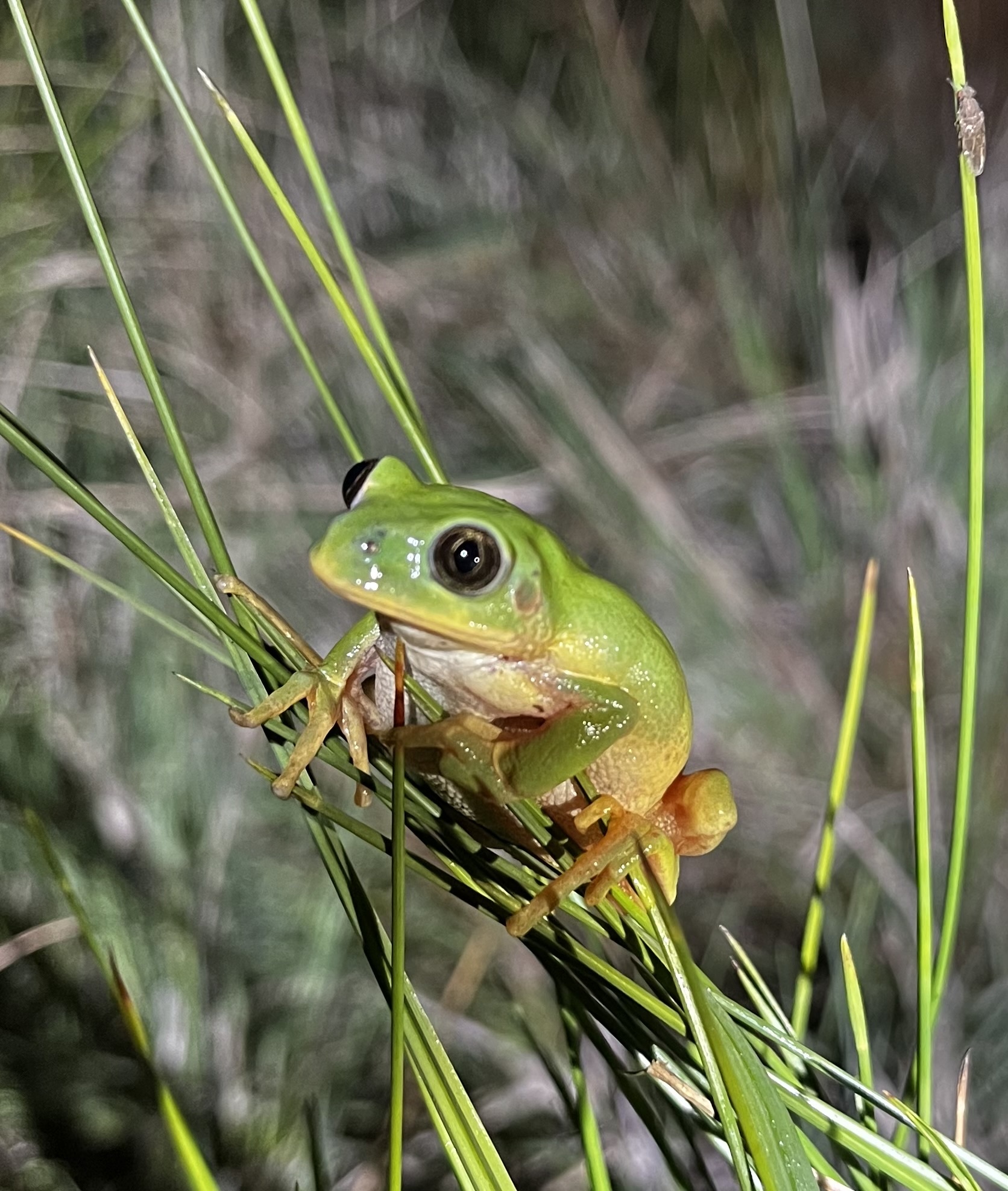 Long-Toed Tree Frog photo 2