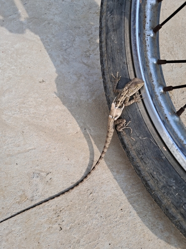 Indian Garden Lizard