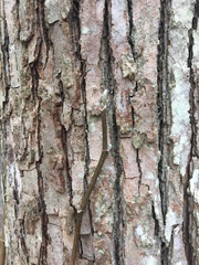 Magnolia acuminata