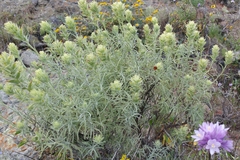 Castilleja grisea