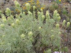 Castilleja grisea