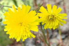 Malacothrix foliosa foliosa
