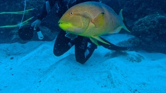 Palebar Hogfish photo 3
