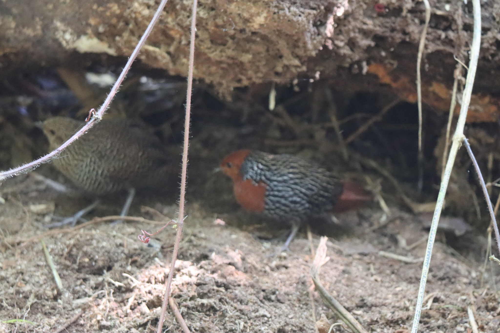 Madagascar Flufftail (Sarothrura insularis), photo 7