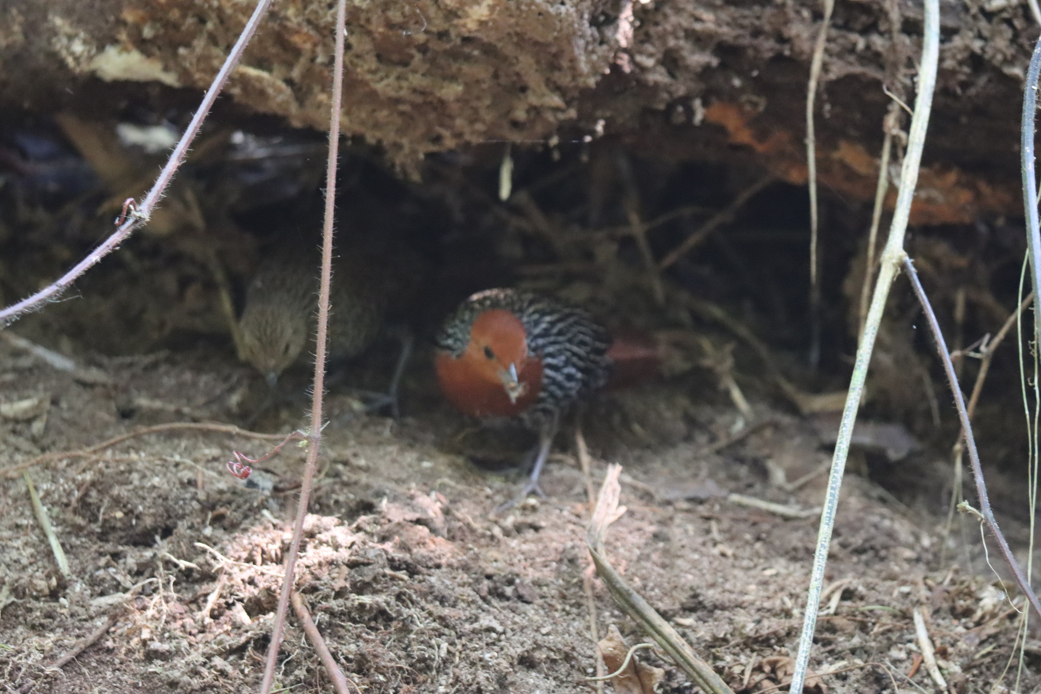 Madagascar Flufftail (Sarothrura insularis), photo 2