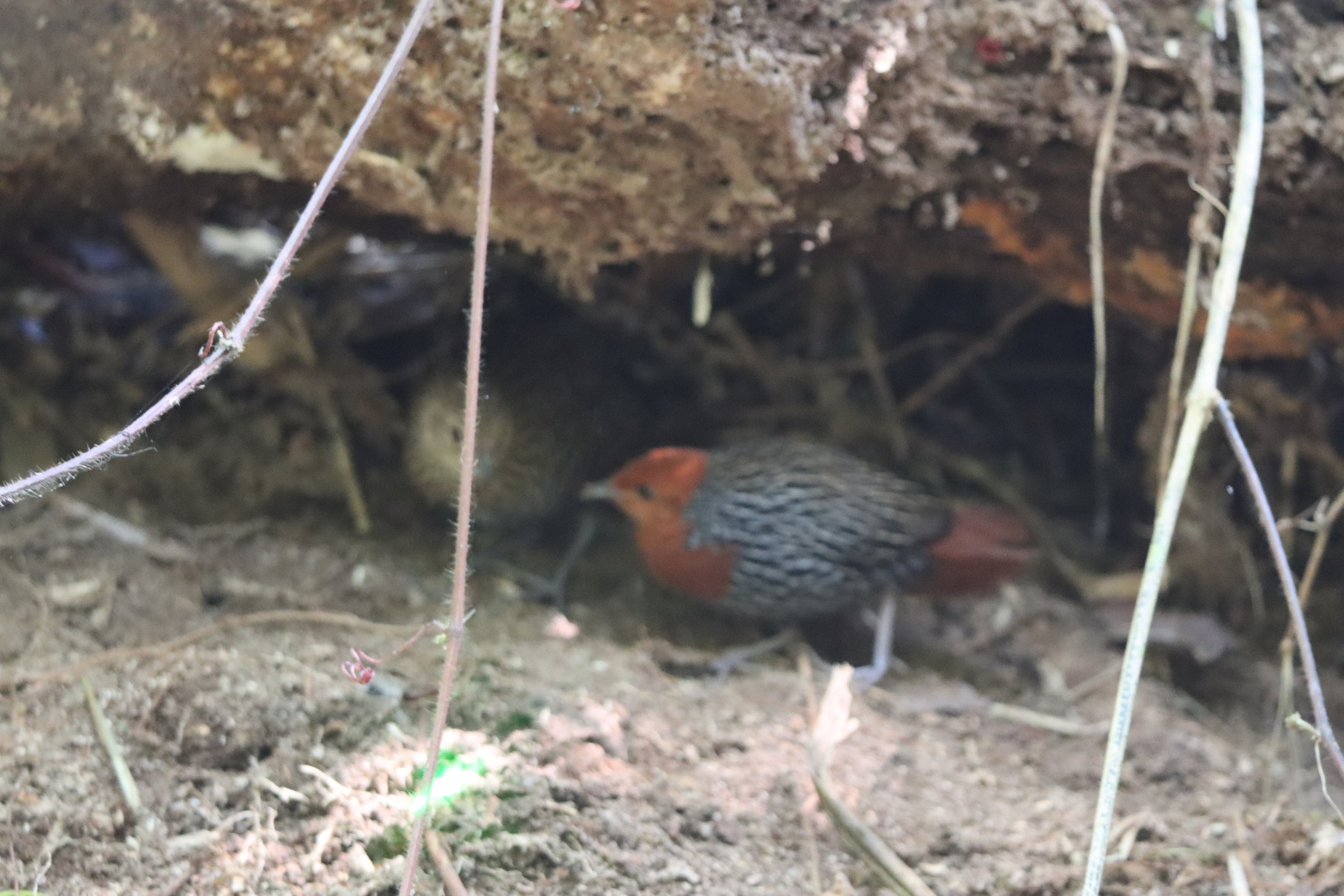 Madagascar Flufftail (Sarothrura insularis), photo 1