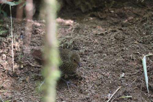 Madagascar Flufftail (Sarothrura insularis), photo 6
