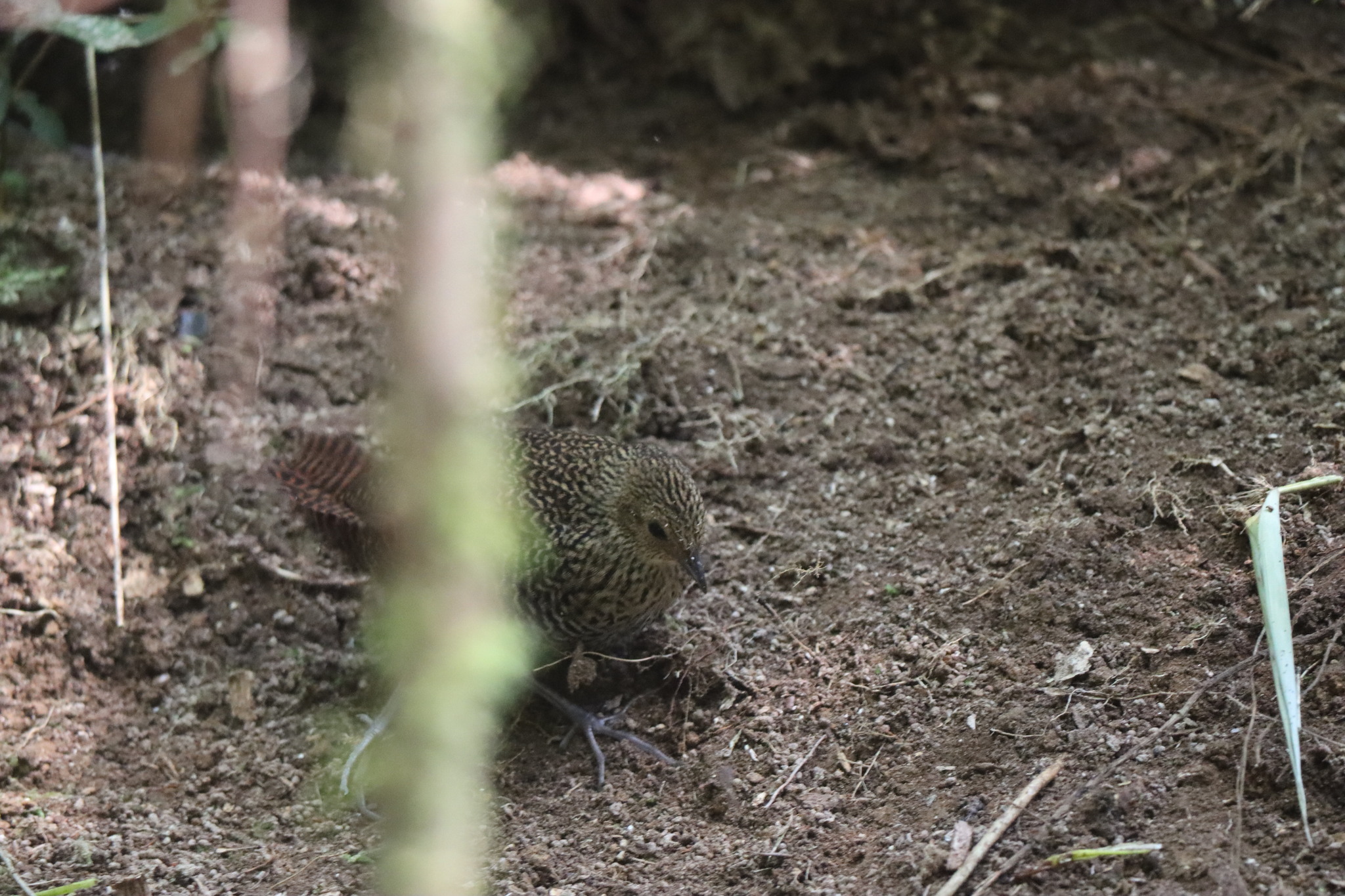 Madagascar Flufftail (Sarothrura insularis), photo 8