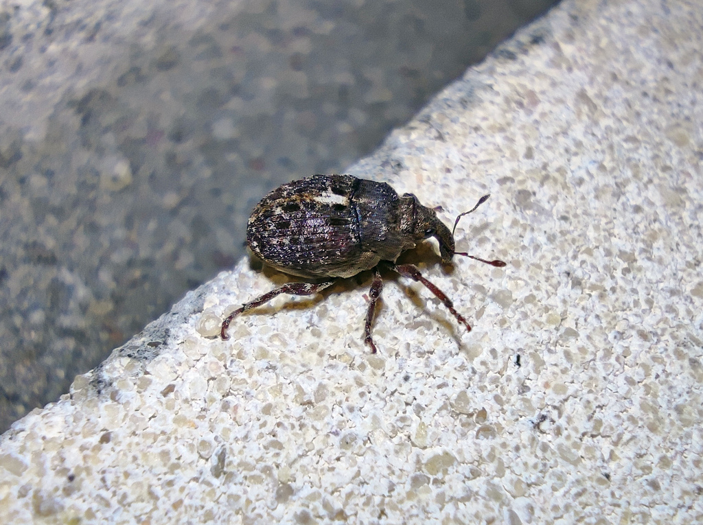 Phrydiuchus topiarius