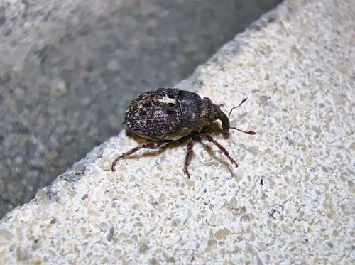 Phrydiuchus topiarius