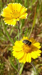 Copestylum marginatum