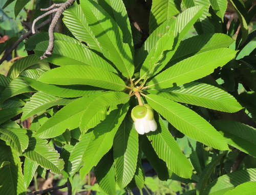 Dillenia indica
