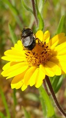 Copestylum marginatum