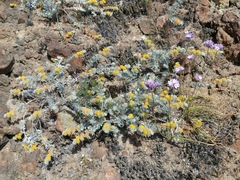 Acmispon argophyllus adsurgens