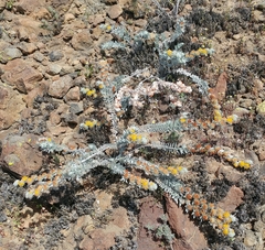 Acmispon argophyllus adsurgens