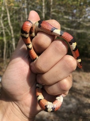 Lampropeltis elapsoides