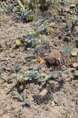 Acmispon argophyllus adsurgens