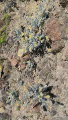 Acmispon argophyllus adsurgens