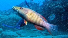 Diana's Hogfish photo 3