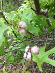 Callirhytis quercusoperator