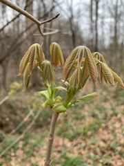 Aesculus parviflora