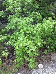 Callirhytis quercusoperator