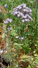 Phacelia floribunda