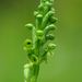 Microtis unifolia - Photo (c) Steve Reekie,  זכויות יוצרים חלקיות (CC BY-NC), uploaded by Steve Reekie