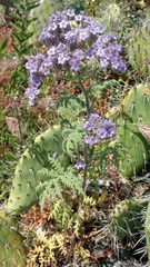 Phacelia floribunda