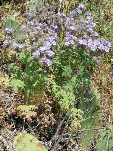 Image of Phacelia floribunda by (c) Casey H. Richart, some rights reserved (CC BY)