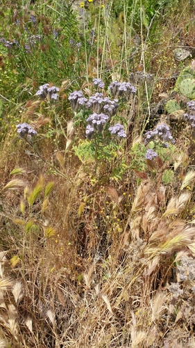 Image of Phacelia floribunda by (c) Casey H. Richart, some rights reserved (CC BY)