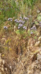 Phacelia floribunda