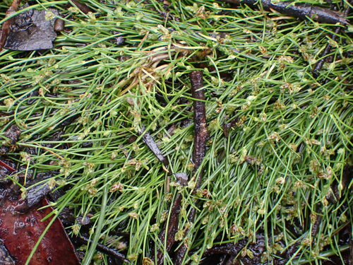 Isolepis subtilissima