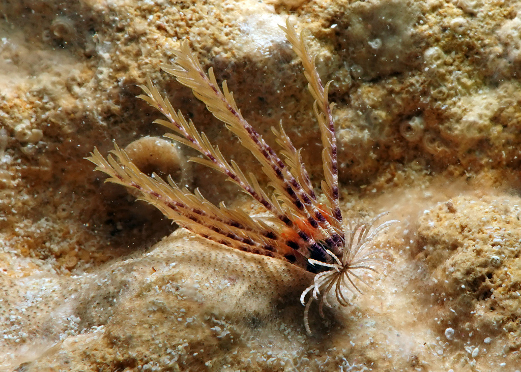 Toxometra