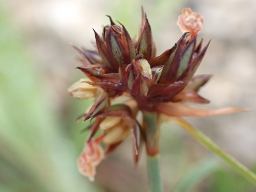 Falcate rush (Juncus falcatus)