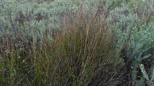 Image of Restio rigoratus by (c) Paul Emms, some rights reserved (CC BY-SA)
