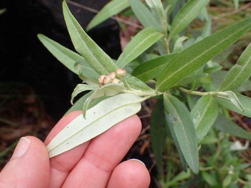 Image of Ovens Everlasting (Ozothamnus stirlingii) by (c) naturewatchwidow, some rights reserved (CC BY)