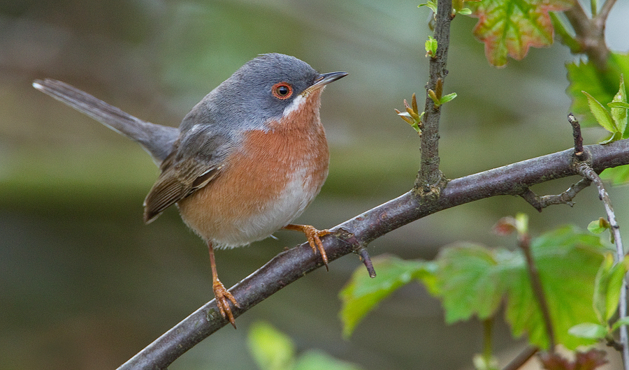 Western Subalpine Warbler photo