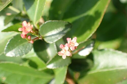 Red-Flowered Spikethorn (Gymnosporia rubra)