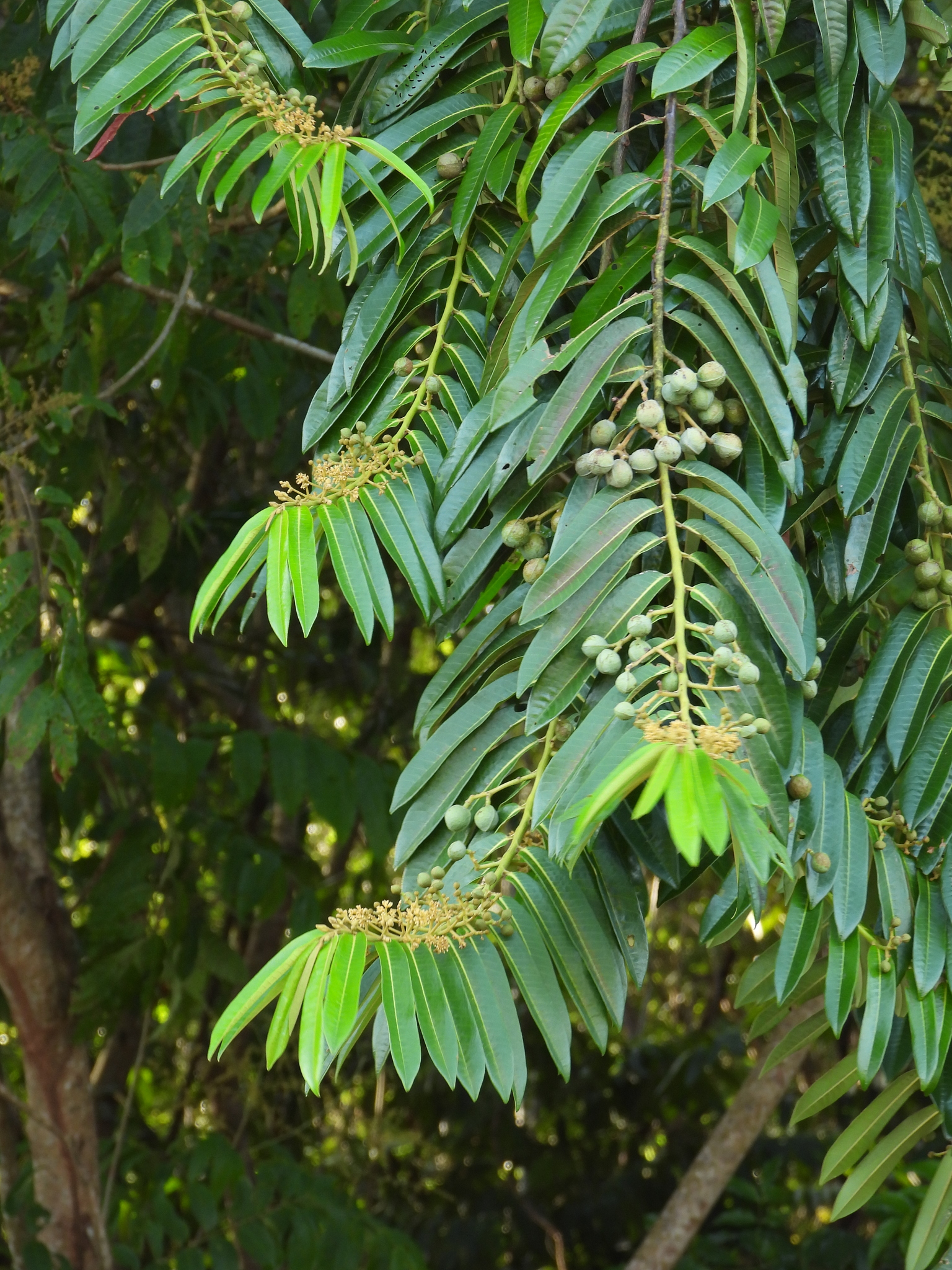 Virola surinamensis